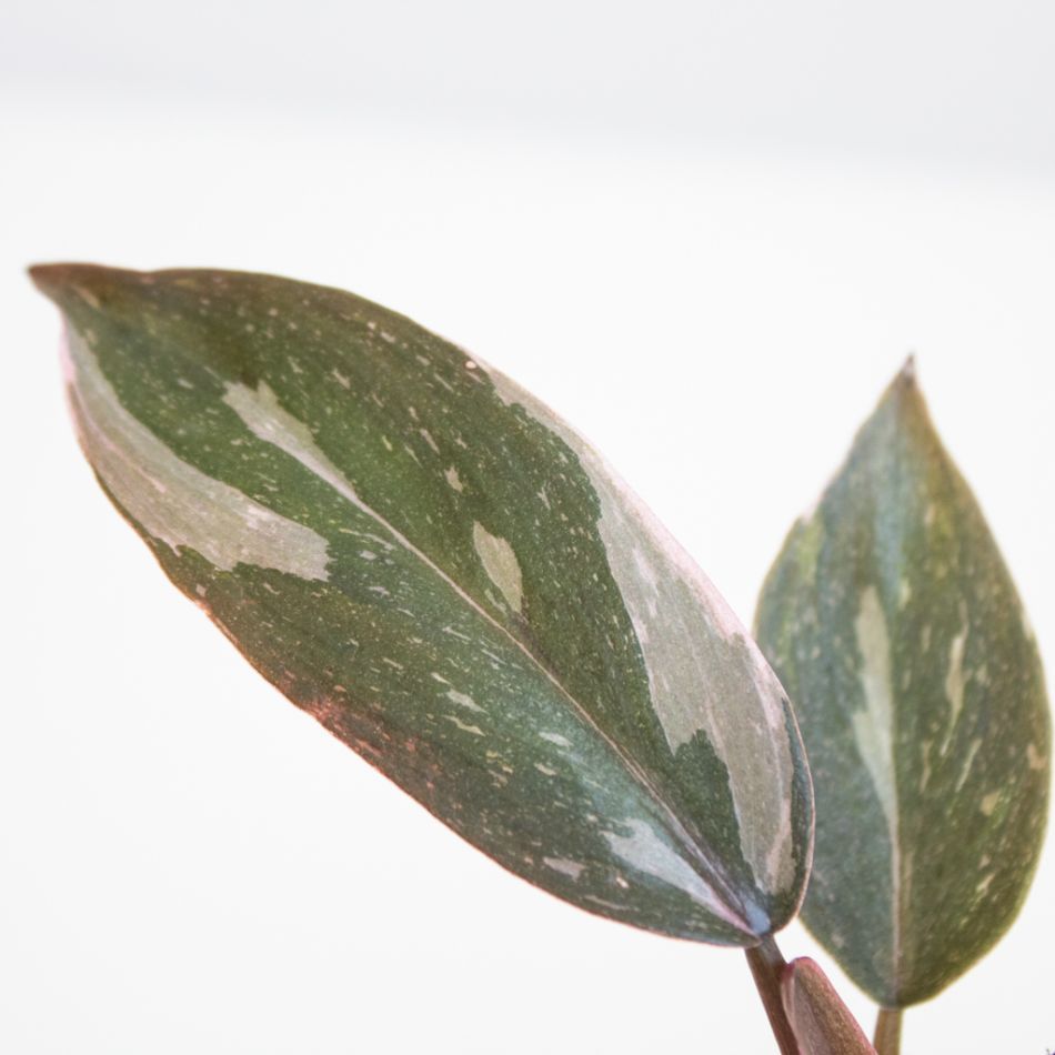 Bijzondere-planten-13-juni-1024-8