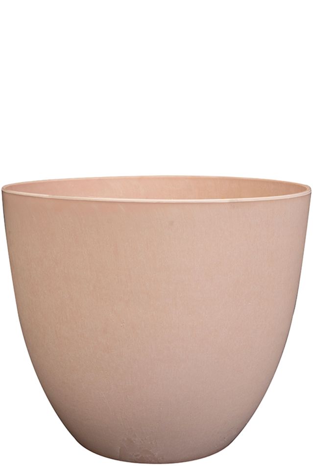 Hoya Krohniana Silver blad