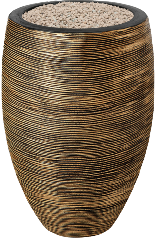 Hoya Krohniana Silver blad