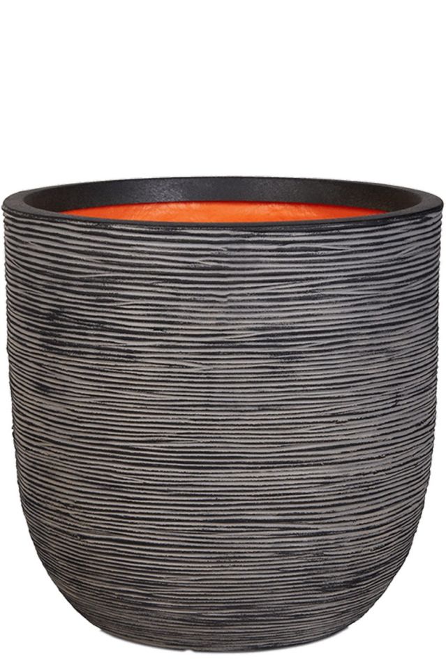 Hoya Krohniana Silver blad