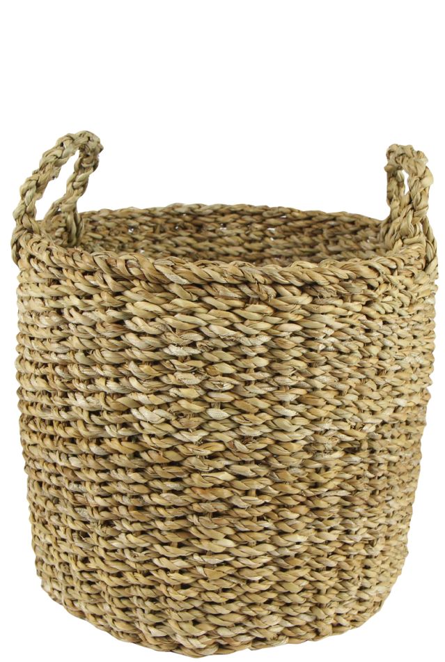 Alocasia Branchifolia Pink Passion blad