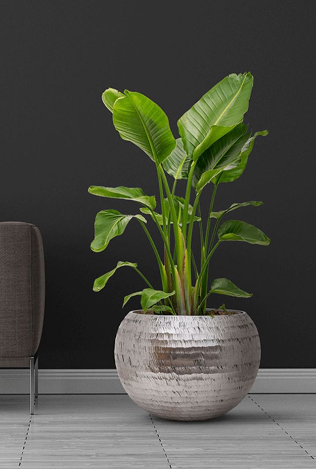 Hoya Krohniana Silver blad