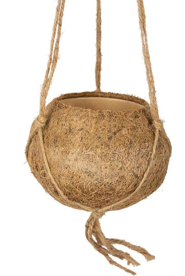 Hoya Krohniana Silver blad