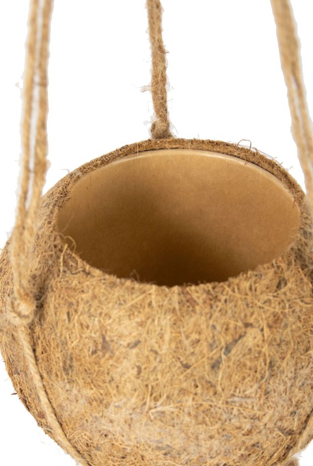 Hoya Krohniana Silver blad