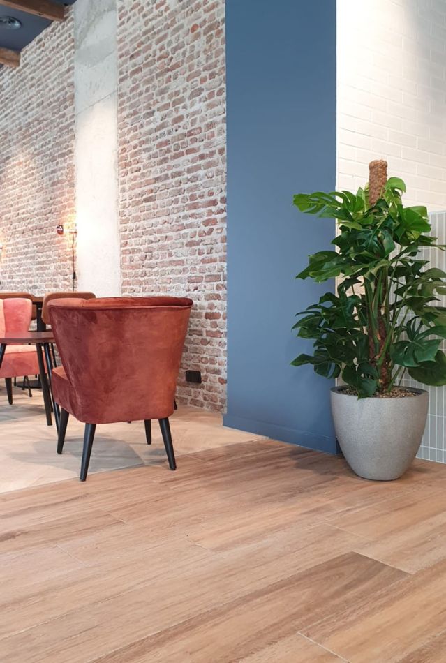 Hoya Krohniana Silver blad