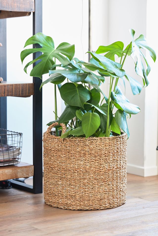 Epipremnum Pinnatum Global Green