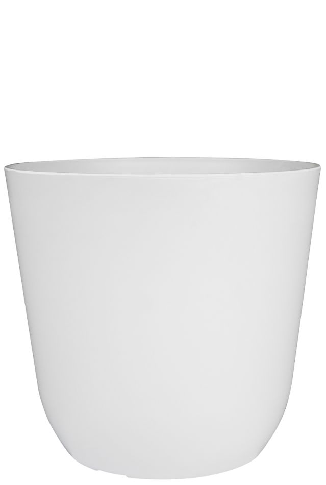 Alocasia Branchifolia Pink Passion blad