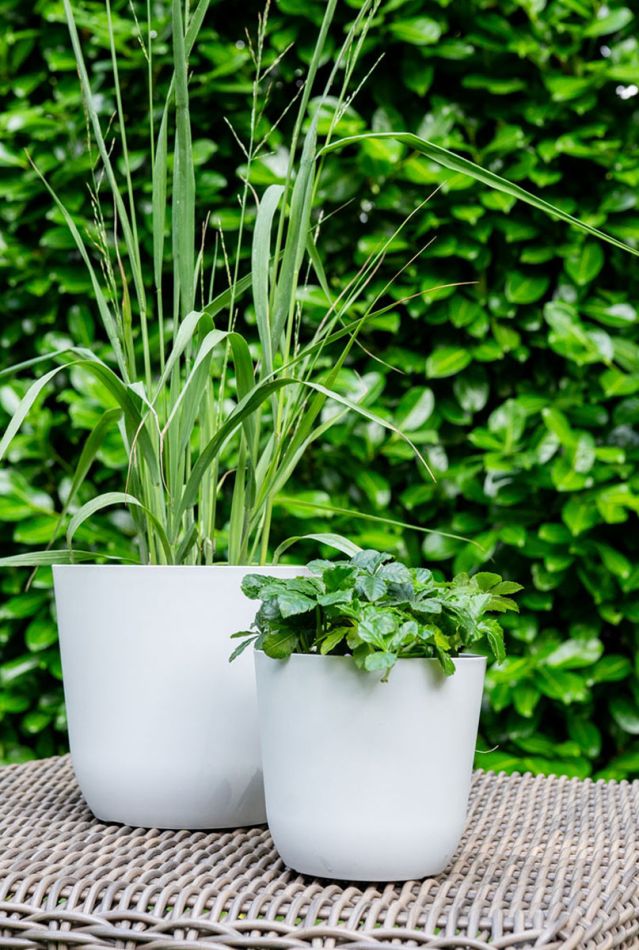 Alocasia Branchifolia Pink Passion blad
