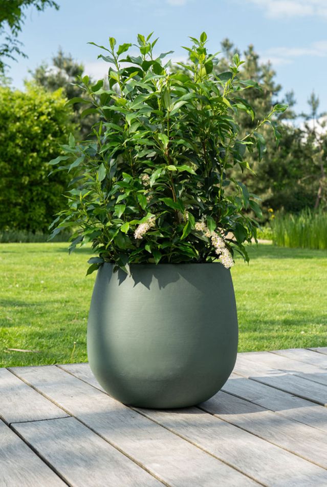 Hoya Krohniana Silver blad