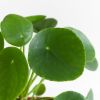 Pilea-peperomioides-p12-3 1